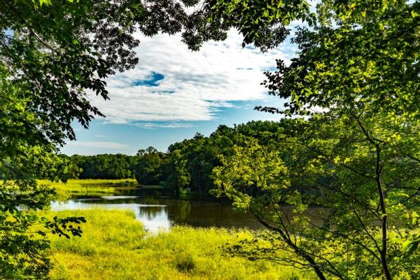 Talbot County to Dedicate Liberty Tree at Frederick Douglass Park on the Tuckahoe